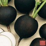 Семена Редька &quot;Зимняя круглая&quot; черная