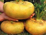 Семена Репа &quot;Русская Сказка&quot;, среднеранняя