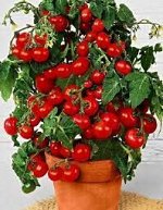 Семена Томат &quot;Балконное чудо&quot; ультраскороспелый, низкорослый