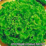 Семена Салат &quot;Кудрявый мальчонка&quot;