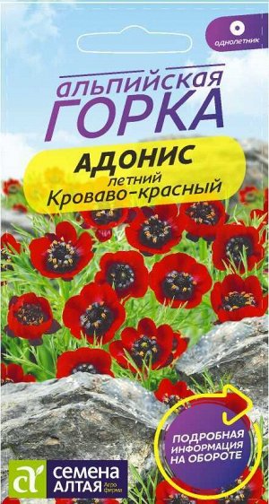 Адонис Кроваво-красный летний, до 30см 0,2гр СА/ЦВ