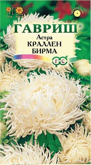 Астра Краллен Бирма когот, махр, кремово-белая, 50-60см, однол 0,3гр Гавриш/ЦВ