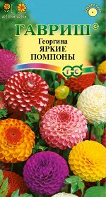 Георгина Яркие Помпоны помпонная смесь, 100см, однол 0,2гр Гавриш/ЦВ