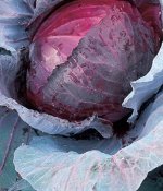 С Капуста крас/к Лангедейкер летняя скороспелая, для квашения, хранения 0,5гр Гавриш/БП 1/20
