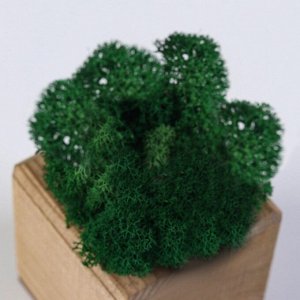 Кашпо композиция со мхом "Бриовуд", мох стабилизированный: Forest green (Зелёный лес)