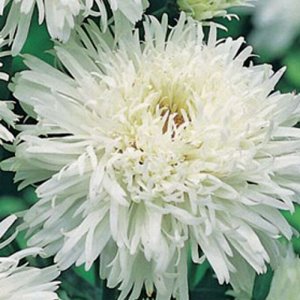 Семена цветов Хризантема многоцветковая "КОРОЛЕВА ЛЕТА", 0,03 г