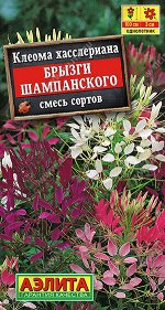 Клеома Брызги шампанского, смесь сортов