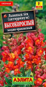 Львиный зев Высокорослый медно-оранжевый