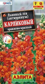 Львиный зев карликовый оранжево-красный