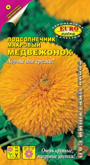 Подсолнечник Медвежонок декоративный