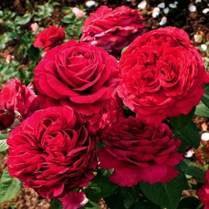 Роза (флорибунда) - Роза 4х ветров (Роз де Катро Вант)