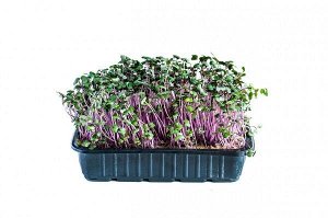 Кольраби фиолетово-пурпурный семена микрозелень