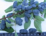 Жимолость Томичка (коробка) 1шт (Сиб Сад)