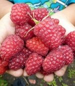 Малина Патриция крупнопл (коробка) 1шт (Сиб Сад)