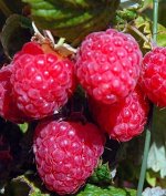 Малина Гусар крупнопл (коробка) 1шт (Сиб Сад)