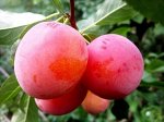 Слива Узюк (Чемальская вкусная) китайская (саженец с этикеткой) 1шт (Сиб Сад)