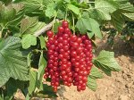 Смородина Ровада красная (коробка) 1шт (Сиб сад)