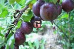 Крыжовник Африканец (коробка) 1шт (Сиб сад)