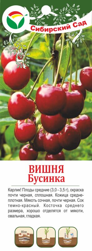Вишня бусинка описание сорта фото отзывы