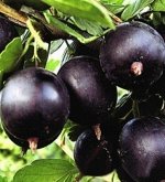 Крыжовник Владил (коробка) 1шт (Сиб Сад)