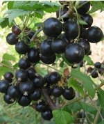 Смородина Русалка бессемянная черная (коробка) 1шт (Сиб Сад)
