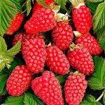 РЕКОМЕНДУЮ! Малина Похвалинка рем (коробка) 1шт (Сиб сад)