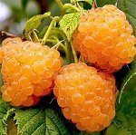 Малина Желтый гигант крупноплодная (коробка) 1шт (Сиб сад)