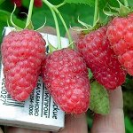 Малина Сказка крупнопл/штамб (коробка) 1шт (Сиб сад)