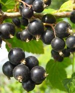Смородина Спас черная (коробка) 1шт (Сиб Сад)
