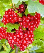 Смородина Уральская красавица красная (коробка) 1шт (Сиб Сад)