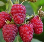 Малина Затонская (коробка) 1шт (Сиб сад)