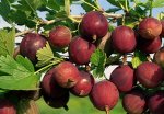 Крыжовник Нарядный (коробка) 1шт (Сиб Сад)