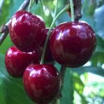 Черешня Ревна (саж с этикеткой) 1шт (Сиб сад)