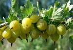 Крыжовник Уральский бесшипный (коробка) 1шт (Сиб сад)