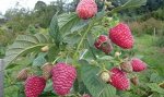 Малина Изобильная Казакова рем (коробка) 1шт (Сиб Сад)