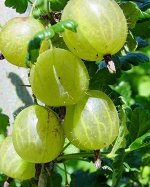 Крыжовник Финский зеленый (коробка) 1шт (Сиб Сад)