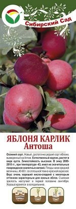 Яблоня Антоша естественный карлик (саженец с этикеткой) 1шт (Сиб Сад)