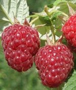 Малина Бальзам (коробка) 1шт (Сиб Сад)