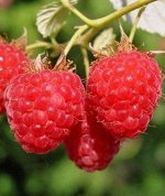 Малина Колокольчик (коробка) 1шт (Сиб Сад)