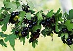 Смородина Ермак золотистая (коробка) 1шт (Сиб сад)