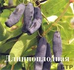 Жимолость Длинноплодная (коробка) 1шт (Сиб Сад)