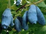 Жимолость Ленинградский великан (коробка) 1шт (Сиб сад)
