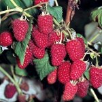 Малина Маросейка крупнопл (коробка) 1шт (Сиб сад)