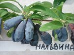 Жимолость Мальвина (коробка) 1шт (Сиб сад)