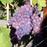 П/в виноград Розовый рай (2-х летний саженец )
