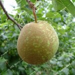 Хоруп