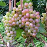 П/в виноград Амирхан (2-х летний саженец )