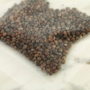 Набор для выращивания микрозелени «Красный редис»:лоток,семена (3 шт), льняной коврик (3 шт)