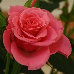 Роза артистик темно-розовая