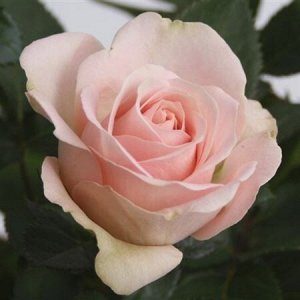 Роза артистик светло-розовая